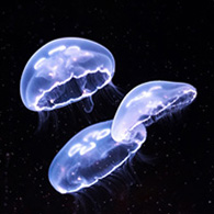クラゲ