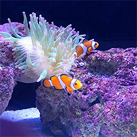 クマノミ