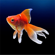 金魚