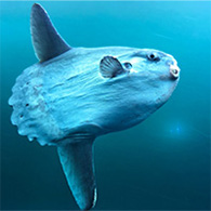 マンボウ
