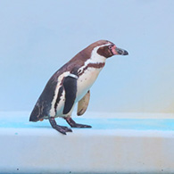 ペンギン